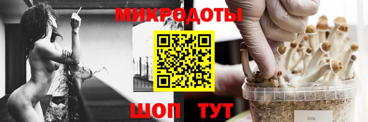Псилоцибиновые грибы Psilocybe Елабуга